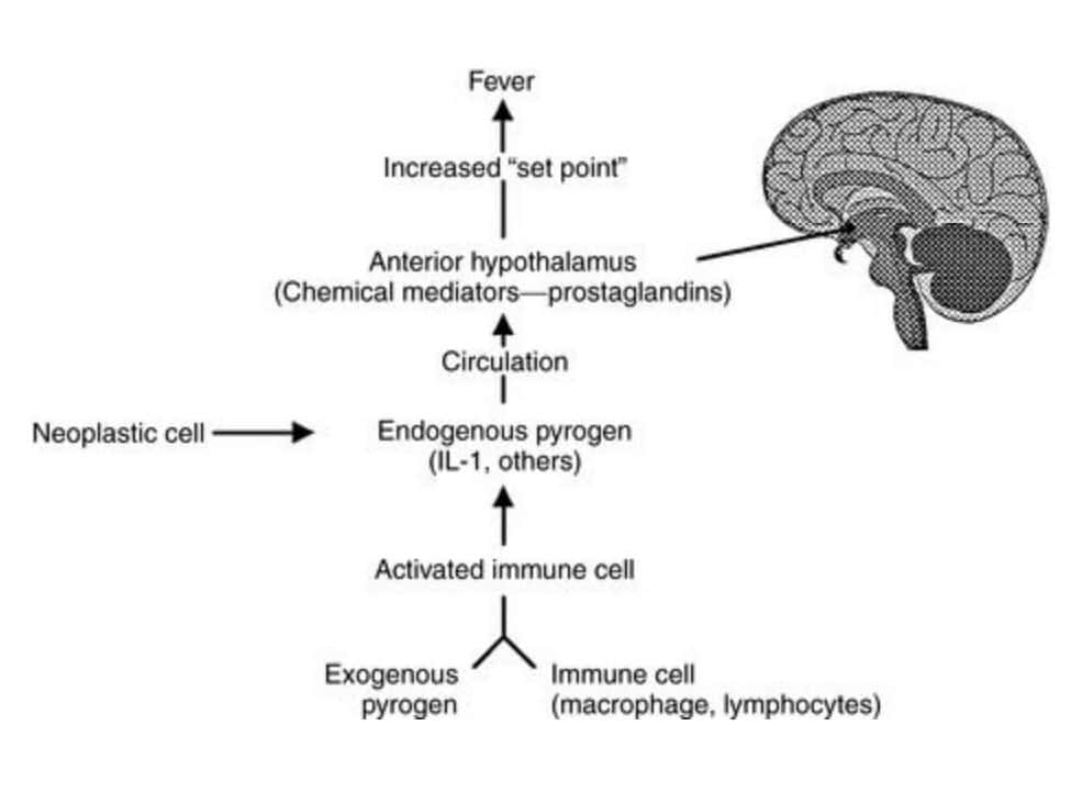 Fever pathophysiology